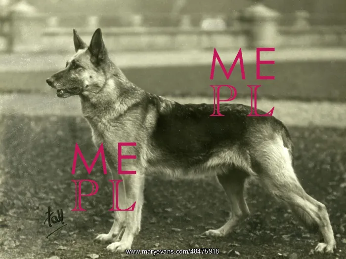  : FALL / GSD / 1933