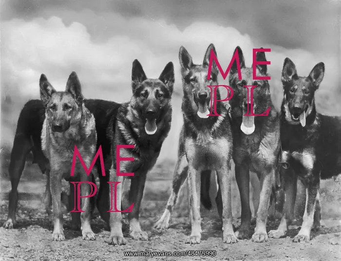  : Fall - Gsd - 1935 - Group