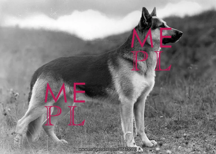  : FALL / GSD / 1948