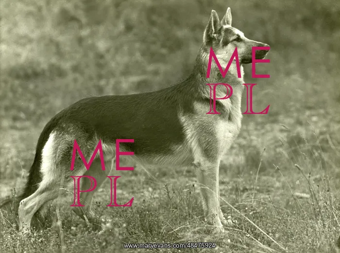  : FALL / GSD / 1954