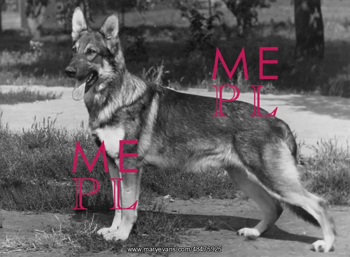 : FALL / GSD / 1957