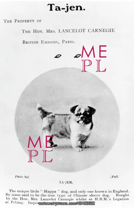 : FALL / HA-PA DOG / C1909 : FALL / HA-PA DOG / C1909