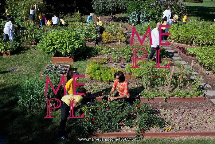 : Fall Harvest of the White House Kitchen Garden : Fall Harvest of the White House Kitchen Garden