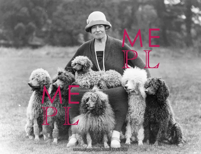 : FALL / HUTCHINSON / POODLES : FALL / HUTCHINSON / POODLES