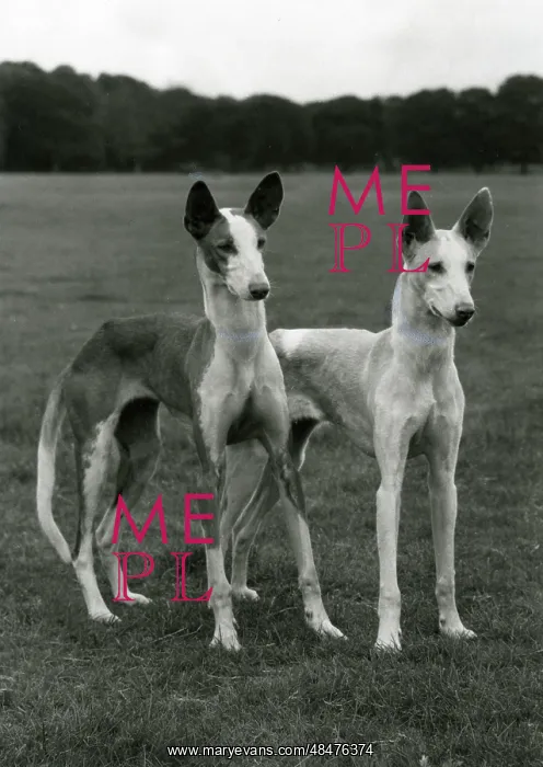 : FALL / IBIZAN HOUNDS / 1974 : FALL / IBIZAN HOUNDS / 1974