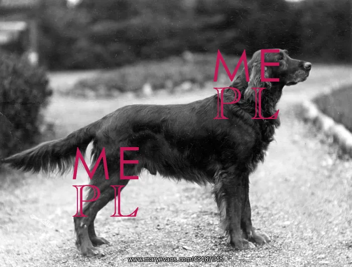  : FALL / IRISH SETTER / 1929