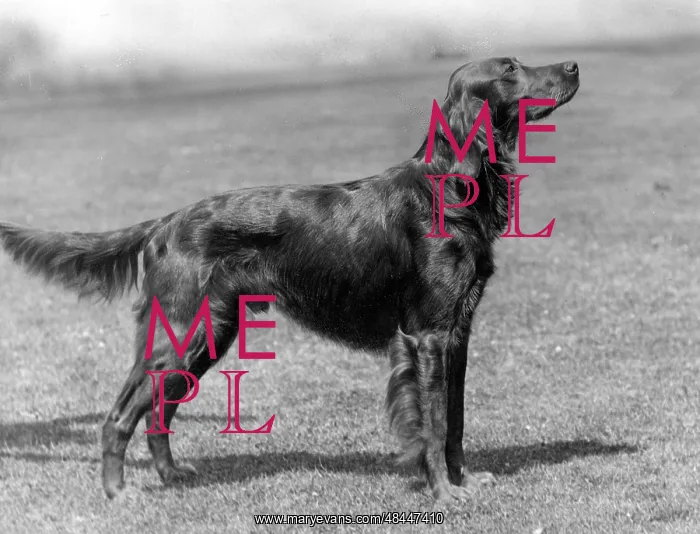 : Fall / Irish Setter Champion Marksman of Ide : Fall / Irish Setter Champion Marksman of Ide