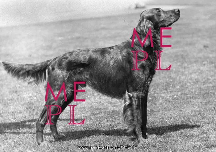 : Fall / Irish Setter Champion Marksman of Ide : Fall / Irish Setter Champion Marksman of Ide
