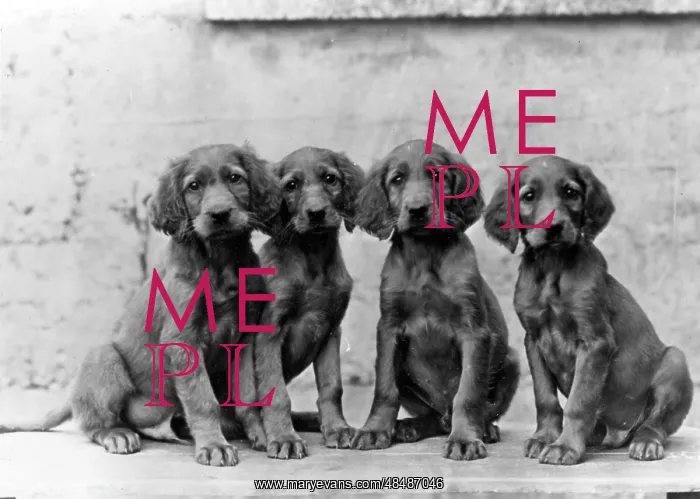 : FALL / IRISH SETTER / PUPPY : FALL / IRISH SETTER / PUPPY