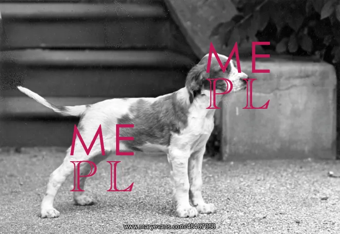 : FALL / IRISH SETTER / PUPPY : FALL / IRISH SETTER / PUPPY
