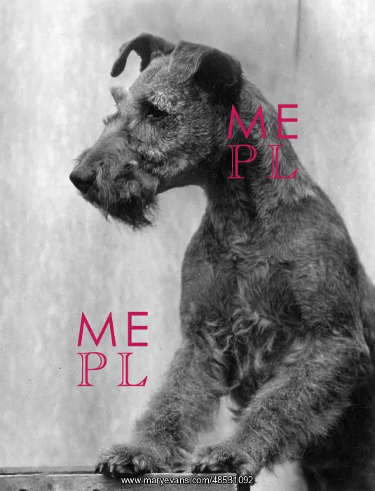  : FALL / IRISH TERRIER / 1938