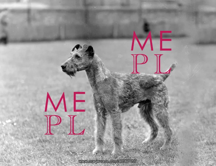  : FALL / IRISH TERRIER / 1938