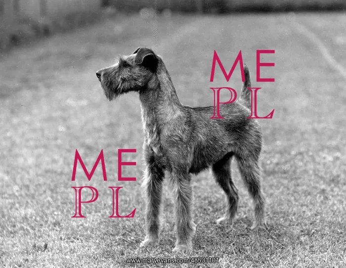  : FALL / IRISH TERRIER / 1938