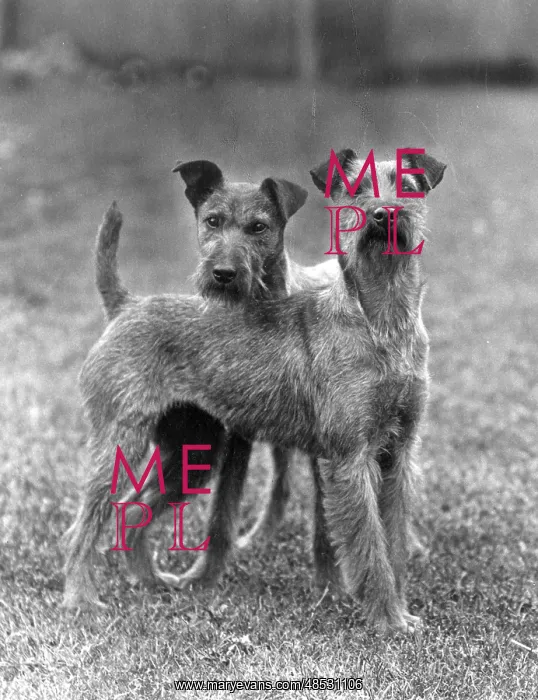 : FALL / IRISH TERRIER / 1938 : FALL / IRISH TERRIER / 1938