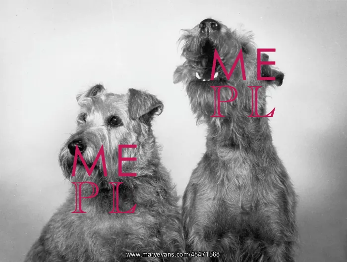 : FALL / IRISH TERRIER / 1963 : FALL / IRISH TERRIER / 1963