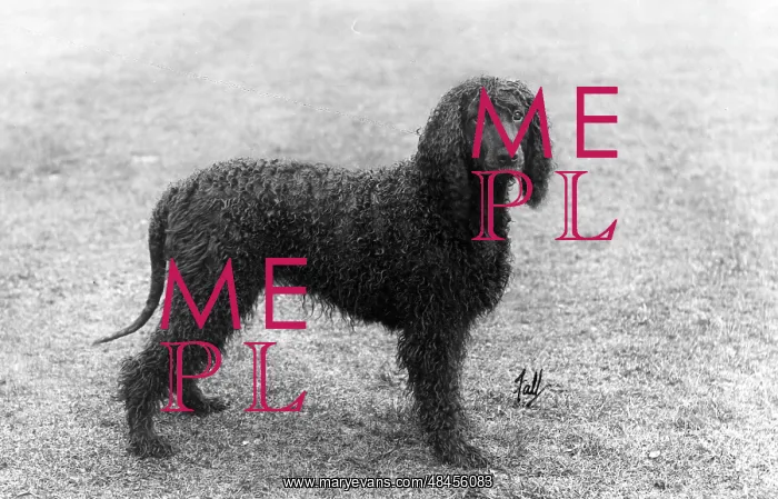  : FALL / IRISH WATER SPANIEL