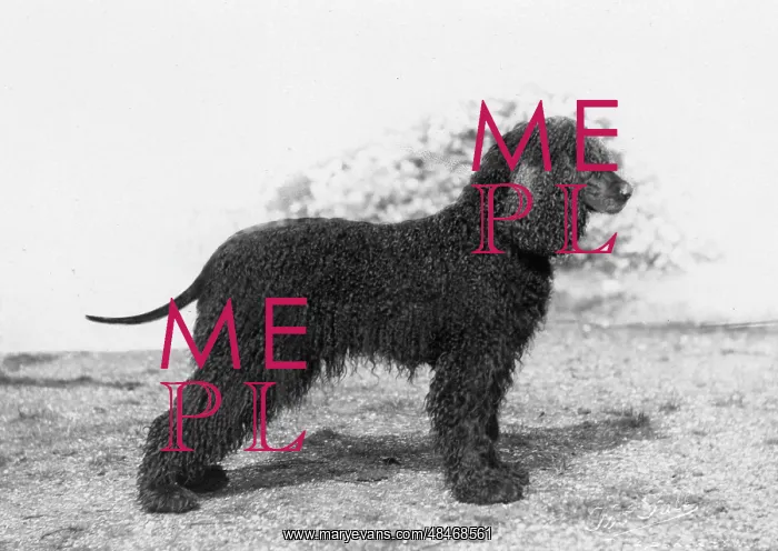 : FALL / IRISH WATER SPANIEL : FALL / IRISH WATER SPANIEL