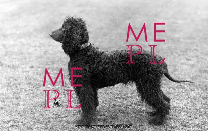 : FALL / IRISH WATER SPANIEL : FALL / IRISH WATER SPANIEL