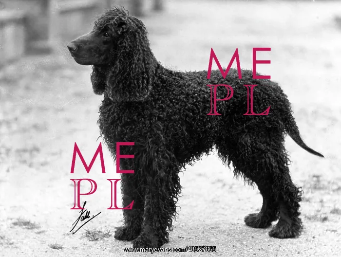 : FALL / IRISH WATER SPANIEL : FALL / IRISH WATER SPANIEL