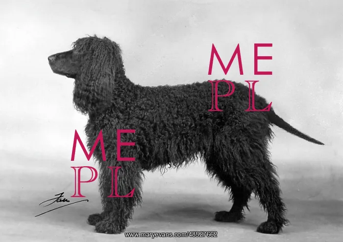  : FALL / IRISH WATER SPANIEL