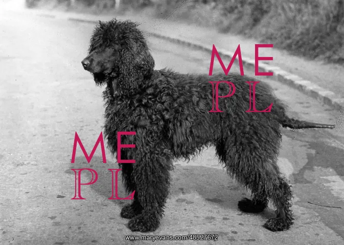 : FALL / IRISH WATER SPANIEL : FALL / IRISH WATER SPANIEL