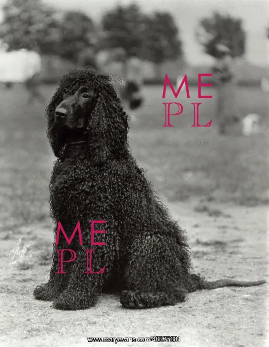 : FALL / IRISH WATER SPANIEL : FALL / IRISH WATER SPANIEL