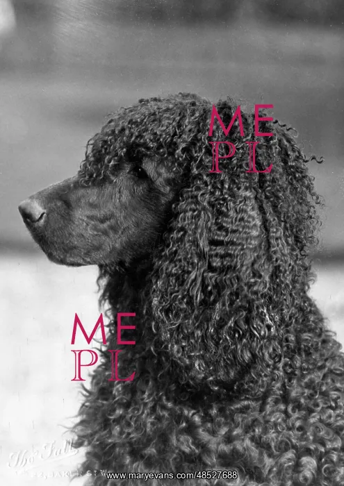 : FALL / IRISH WATER SPANIEL : FALL / IRISH WATER SPANIEL