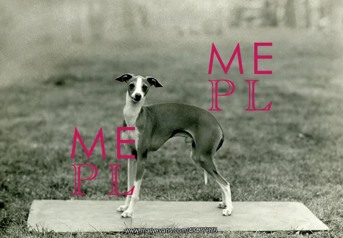  : FALL / ITALIAN GREYHOUND