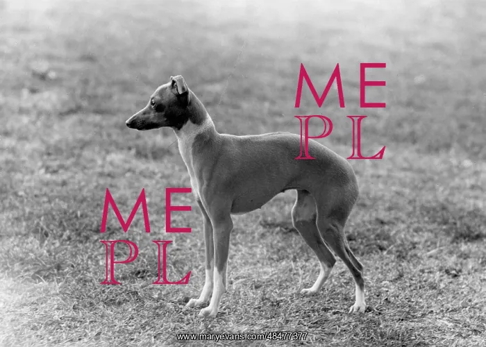  : FALL / ITALIAN GREYHOUND