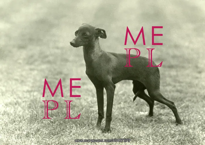 : FALL / ITALIAN GREYHOUND