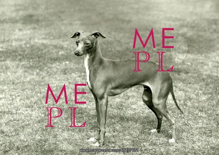  : FALL / ITALIAN GREYHOUND