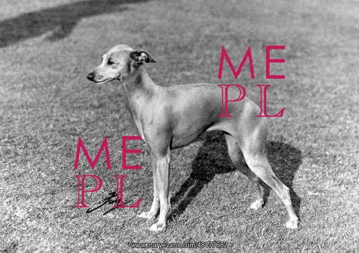  : FALL / ITALIAN GREYHOUND