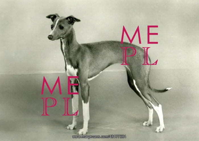  : FALL / ITALIAN GREYHOUND