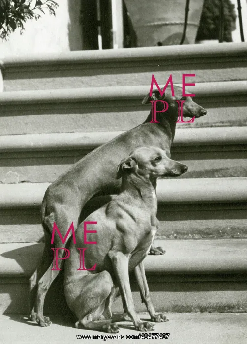  : FALL / ITALIAN GREYHOUND