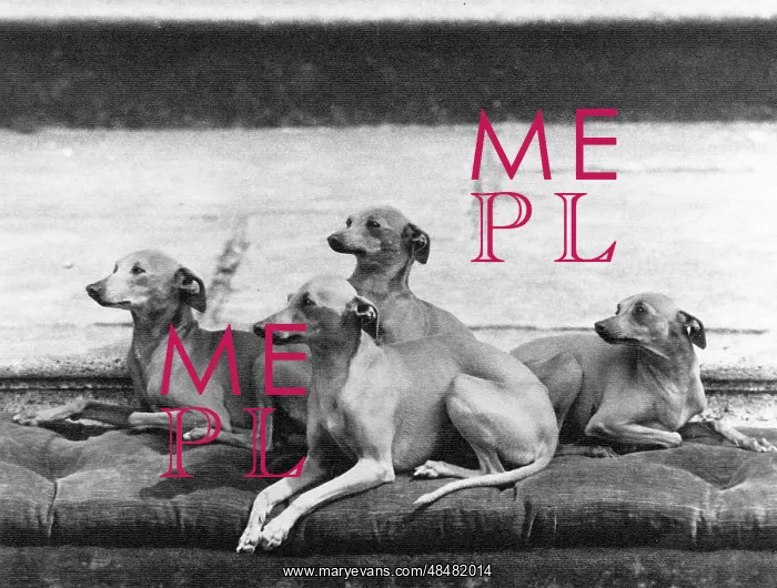 : FALL / ITALIAN GREYHOUNDS : FALL / ITALIAN GREYHOUNDS