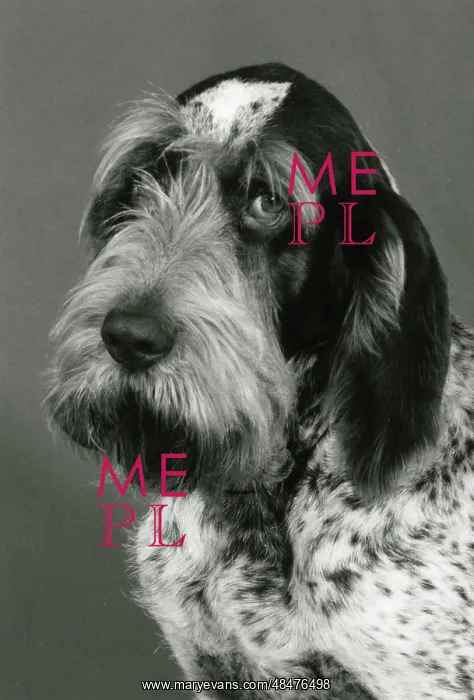 : FALL / ITALIAN SPINONE / '85 : FALL / ITALIAN SPINONE / '85