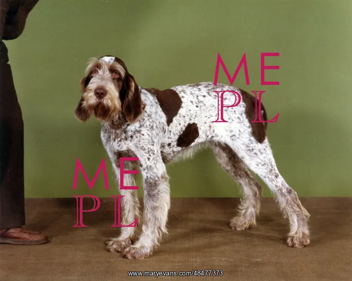: FALL / ITALIAN SPINONE / '85 : FALL / ITALIAN SPINONE / '85