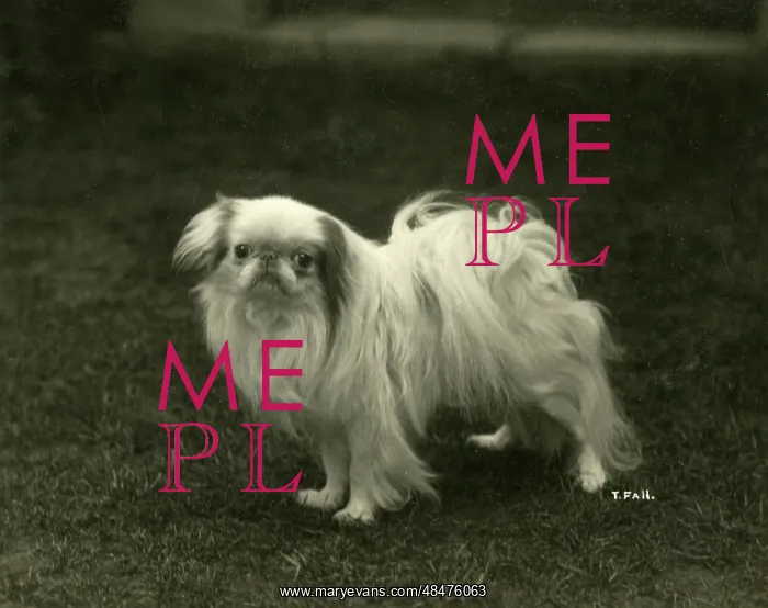  : FALL / JAPANESE CHIN / 1922
