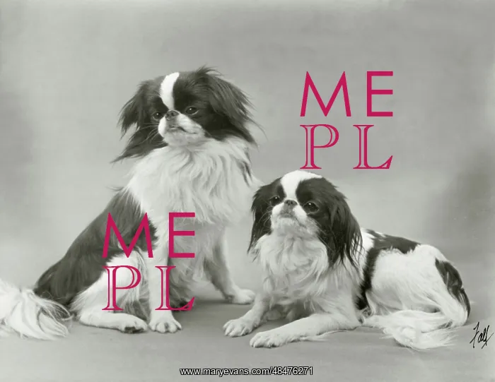 : FALL / JAPANESE CHIN / 1933 : FALL / JAPANESE CHIN / 1933