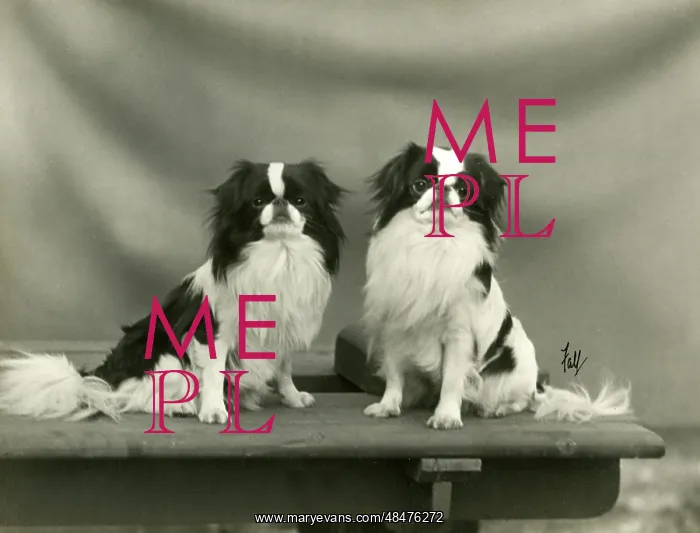 : FALL / JAPANESE CHIN / 1933 : FALL / JAPANESE CHIN / 1933