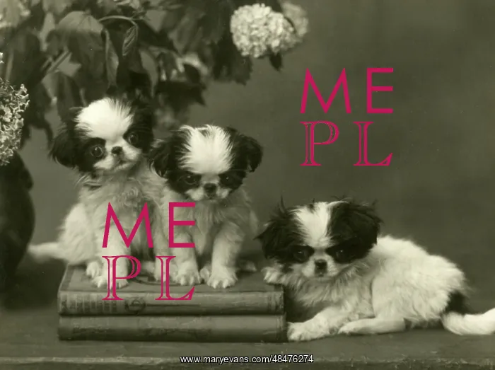 : FALL / JAPANESE CHIN / 1934 : FALL / JAPANESE CHIN / 1934