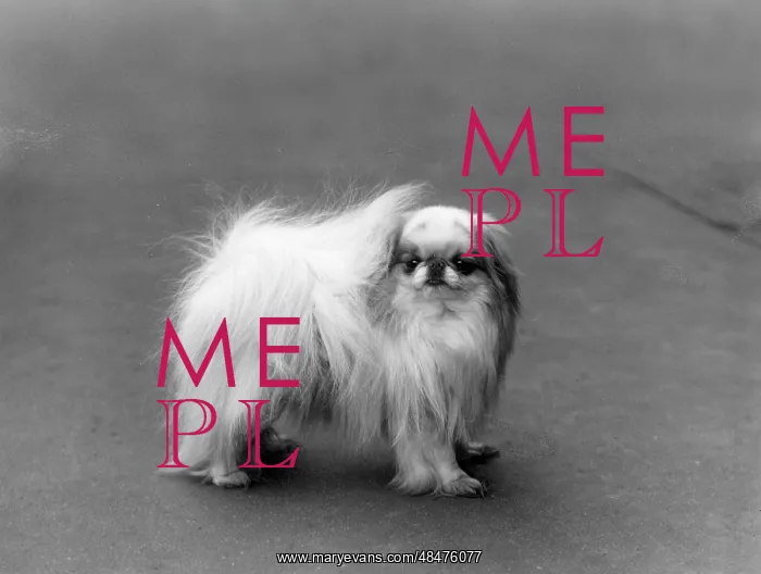  : FALL / JAPANESE CHIN / 1936