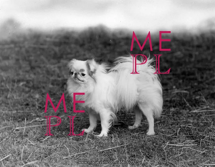  : FALL / JAPANESE CHIN / 1938