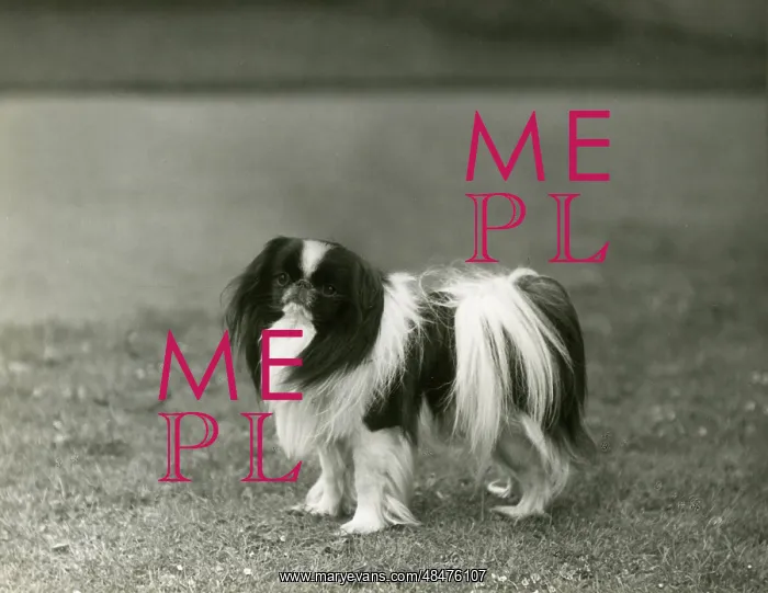  : FALL / JAPANESE CHIN / 1939