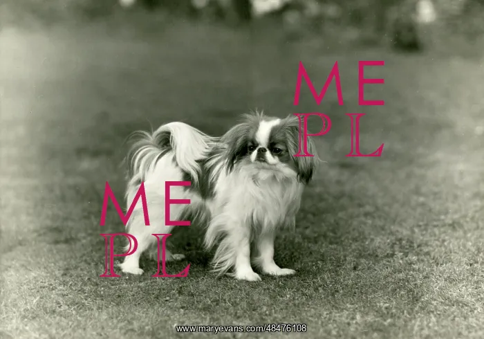  : FALL / JAPANESE CHIN / 1948