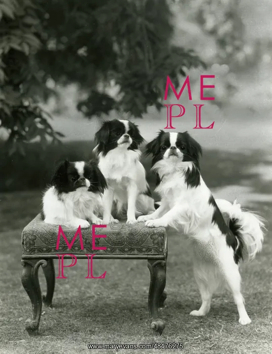 : FALL / JAPANESE CHIN / 1958 : FALL / JAPANESE CHIN / 1958