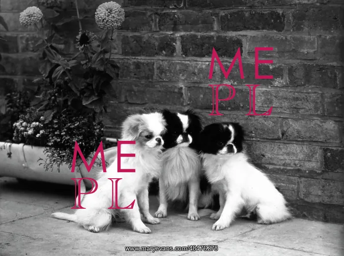 : FALL / JAPANESE CHIN / 1959 : FALL / JAPANESE CHIN / 1959