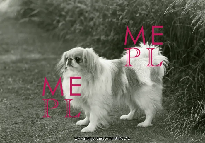  : FALL / JAPANESE CHIN / 1960