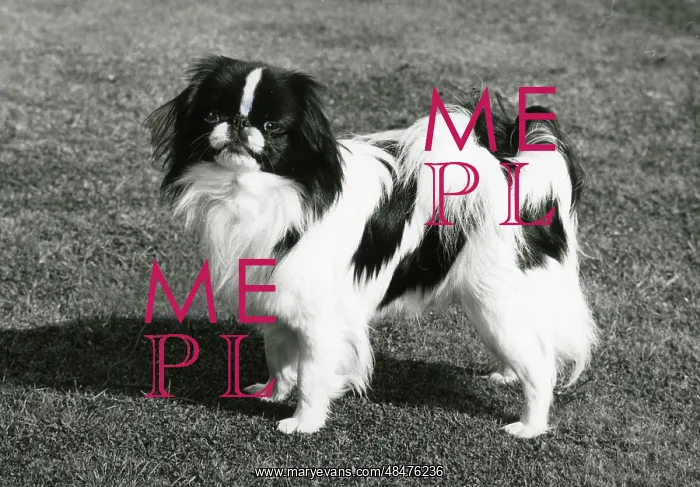  : FALL / JAPANESE CHIN / 1972