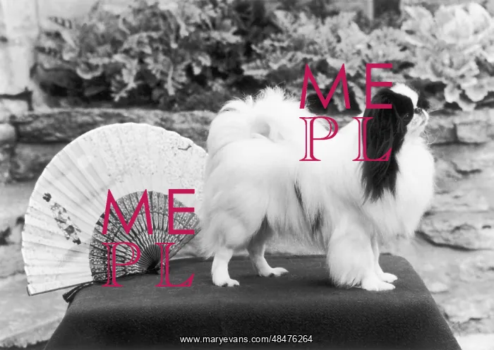 : FALL / JAPANESE CHIN / 1974 : FALL / JAPANESE CHIN / 1974